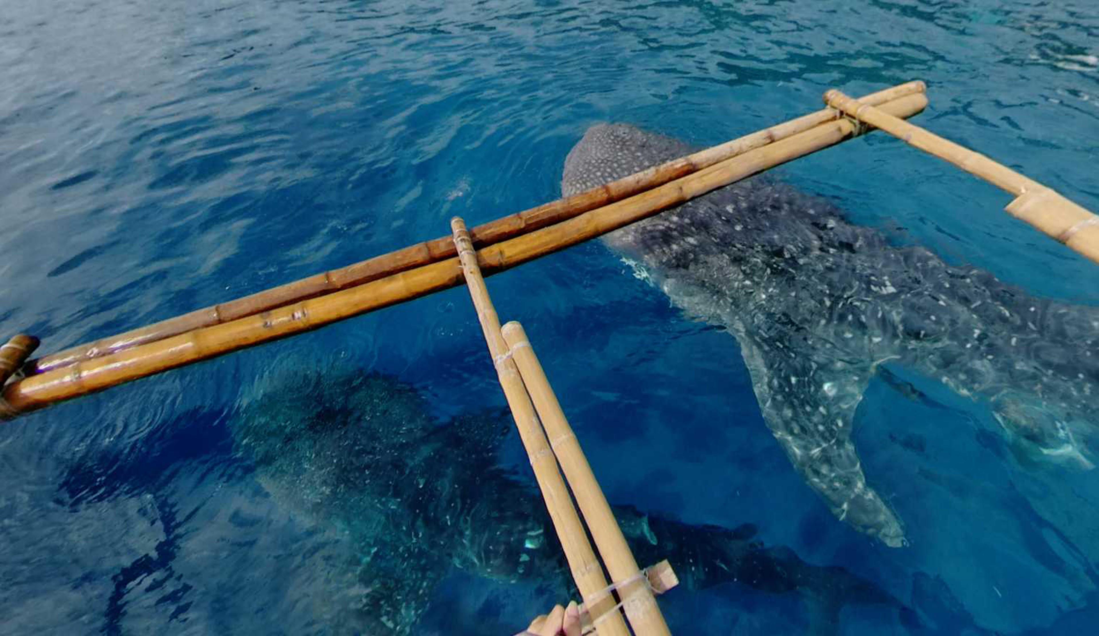 Oslob Whale Shark Watching, Cebu, Philippines virtual tour preview