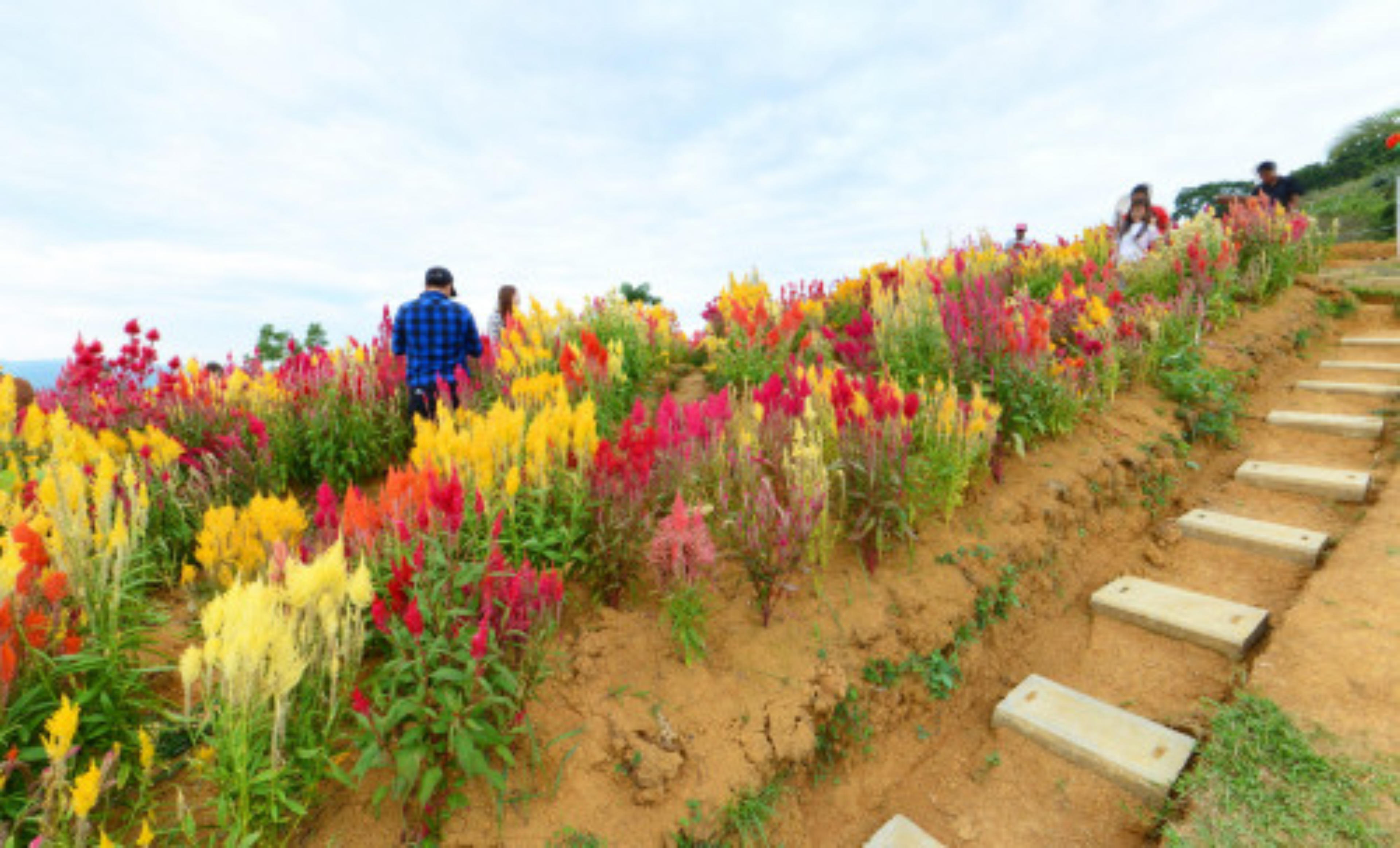 Celosia Flower Farm, Cebu, Philippines virtual tour preview
