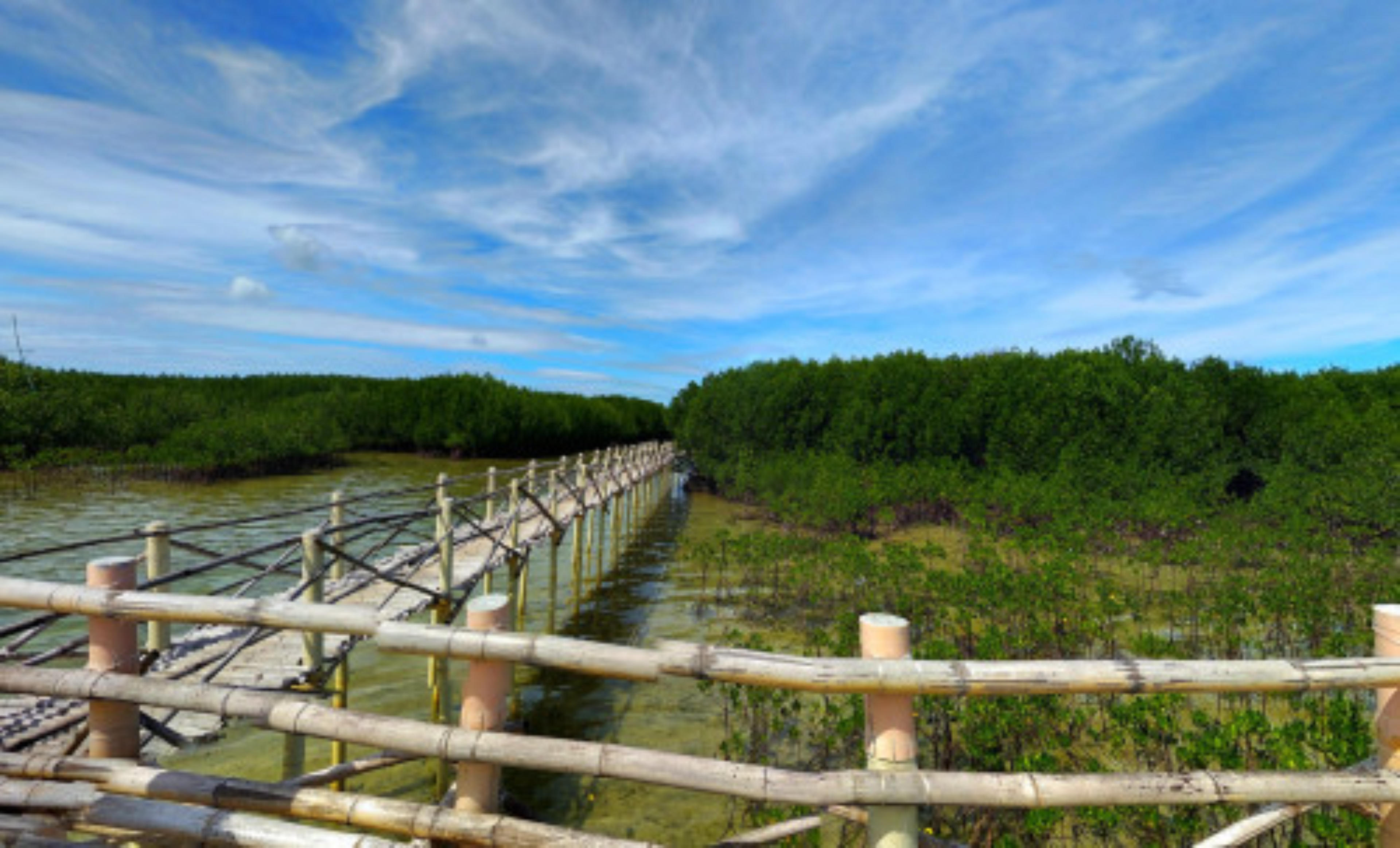 Omagieca Obo-ob Mangrove Garden, Cebu, Philippines virtual tour preview